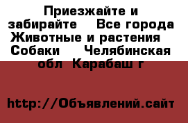 Приезжайте и забирайте. - Все города Животные и растения » Собаки   . Челябинская обл.,Карабаш г.